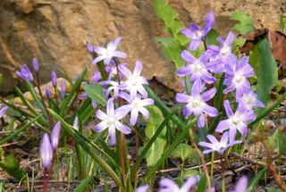 Chionodoxa - Gloire des neiges