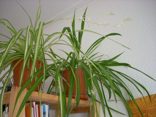 Chlorophytum