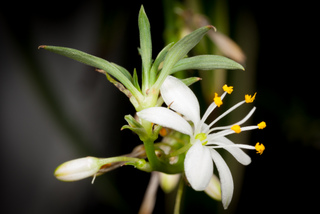 Chlorophytum : stolon portant une fleur et une plantule