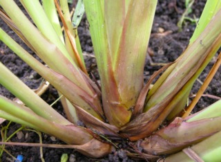 Cymbopogon citratus - Citronnelle de Madagascar