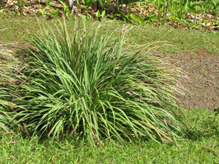 Touffe de citronnelle de Madagascar