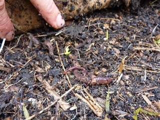 Compost et ver de terre au pied d'un fruitier