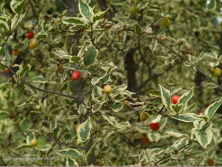 Cornus mas 'variegata' (cornouiller mâle panaché)
