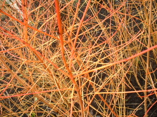Cornus sanguinea