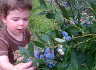 Enfant cueillant des myrtilles