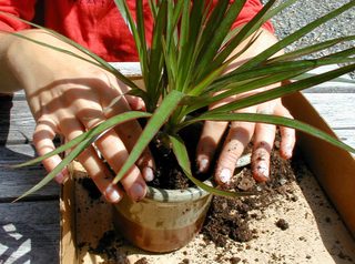 Rempotage d'un dracaena