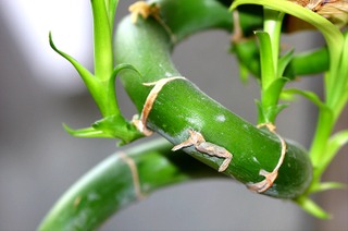 Dracaena sanderiana (lucky bamboo)