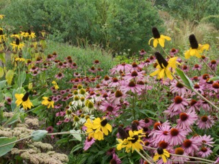 Echinacées (roses) et rudbeckias (jaunes)