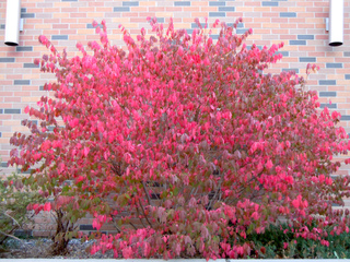 Euonymus alatus (fusain ailé) - Automne