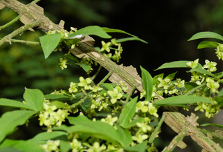 Eunoymus alatus (ailes liégeuses et fleurs)