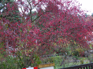 Euonymus europaeus en automne