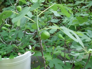 Figuiers cultivés en pot