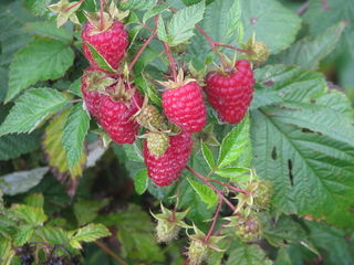 Framboises