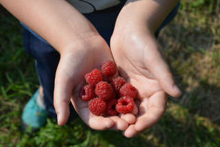 Framboises