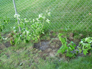 Plantation d'une haie de framboisiers