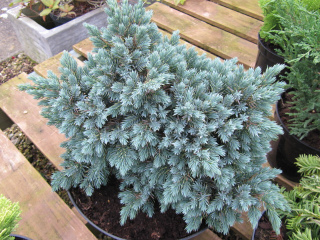 Juniperus chinensis 'Blue Star'