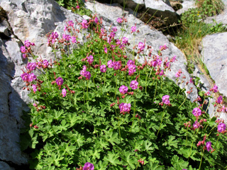 Geranium macrorrhizum