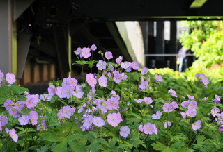 Geranium maculatum