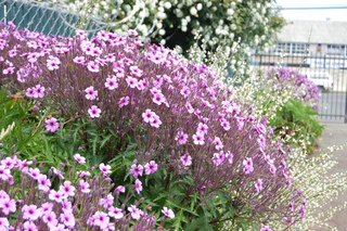 Geranium maderense