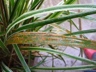 Rouille sur graminée