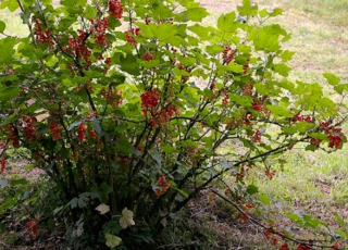 Plant de groseillier