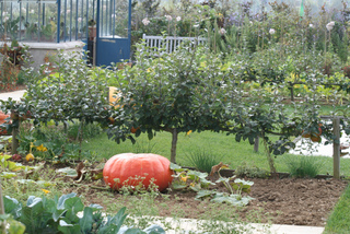 Pommiers taillés en haie au potager