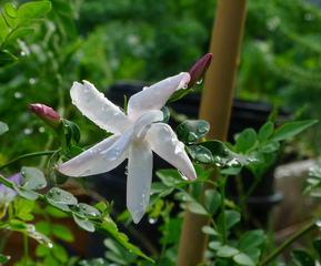 Jasminum officinale - Jasmin officinal
