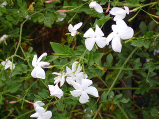 Jasmin officinal