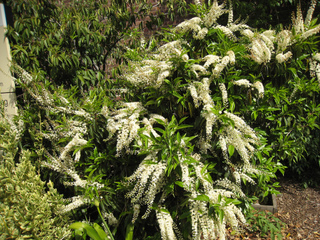 Laurier du Portugal en fleurs