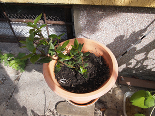 Laurier sauce (Laurus nobilis) en pot