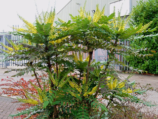 Mahonia