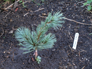 Plantation d'un jeune pin bleu