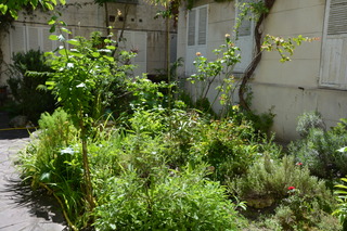Petit jardin de copropriété - Cour intérieure
