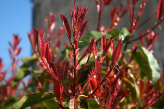 Photinia - Jeunes pousses bien rouges
