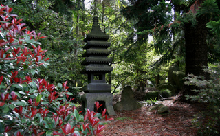 Photinia dans un jardin japonais