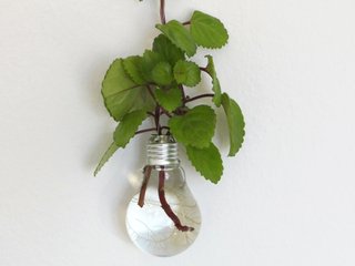 Bouturage de plectranthus dans l'eau
