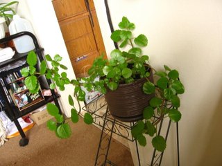 Plectranthus (en pot, en appartement)