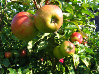 Pomme Elstar