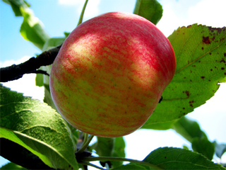 Pomme Gala