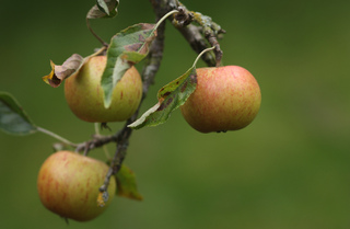 Pomme Cox's Orange