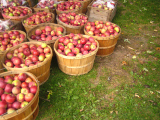 Récolte de pommes