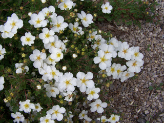 Potentille (Potentilla fruticosa)