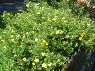 Potentille dans une haie (Potentilla fruticosa)