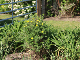 Potentille dans un massif