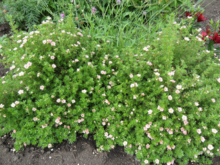 Potentilla fruticosa 'Princess'