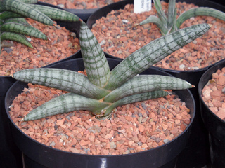 Sansevieria cylindrica