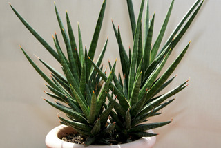 Sansevieria francisii