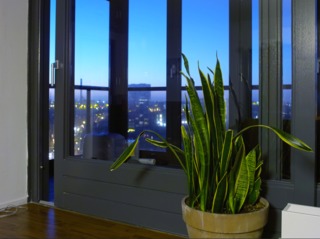 Sansevieria trifasciata