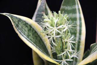 Sansevieria trifasciata - Floraison