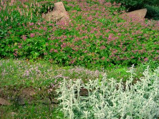 Talus végétalisé (géranium, persicaire, stachys, thym)
